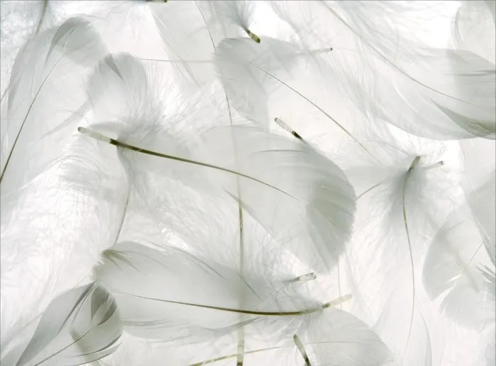 底纹背景图片cdr矢量模版下载