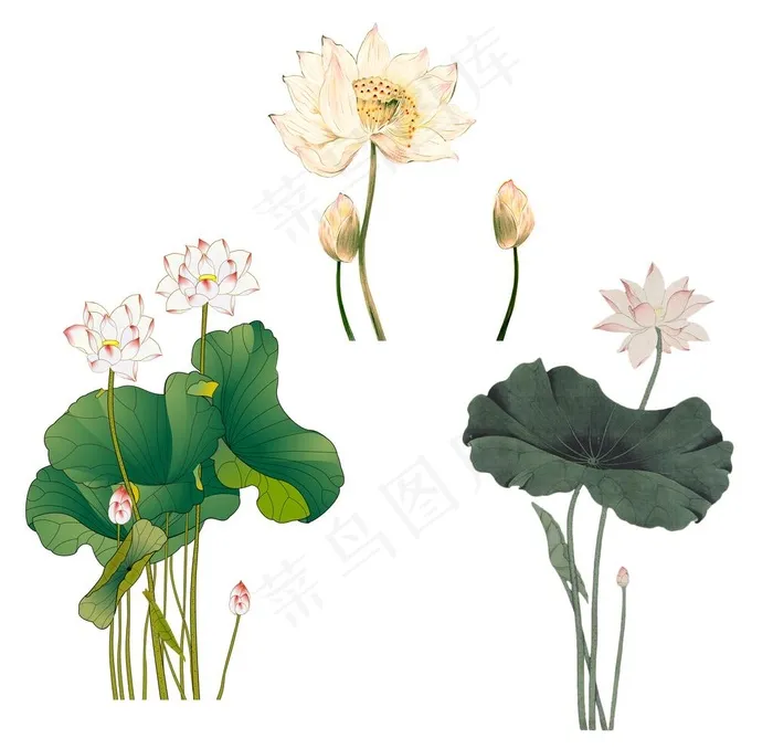 工笔荷花图片
