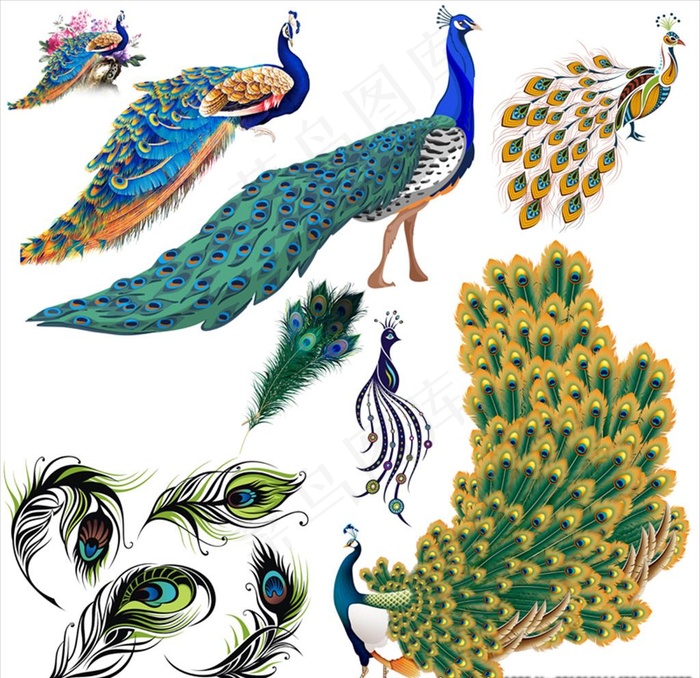孔雀图片