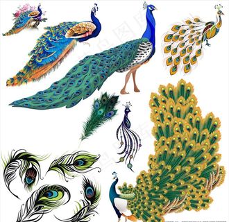 孔雀图片
