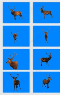 免抠png麋鹿素材图片