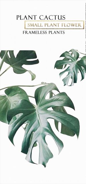 北欧小清新植物装饰图片