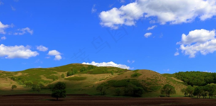 坝上草原榛子林图片