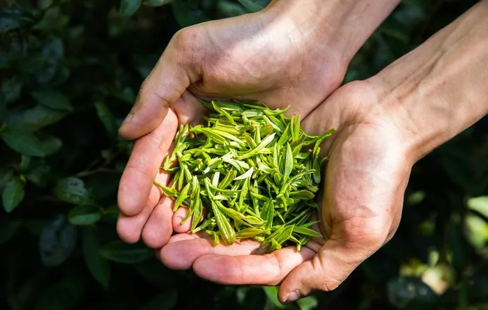 手捧茶叶图片