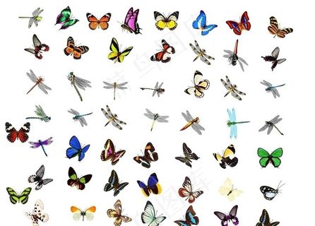 100只蝴蝶蜻蜓PSD图片