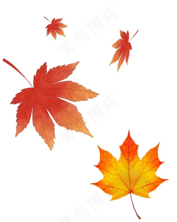 枫叶图片ai矢量模版下载