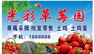 草莓广告图片