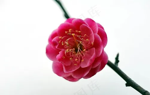 梅花图片