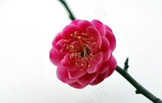 梅花图片