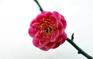 梅花图片