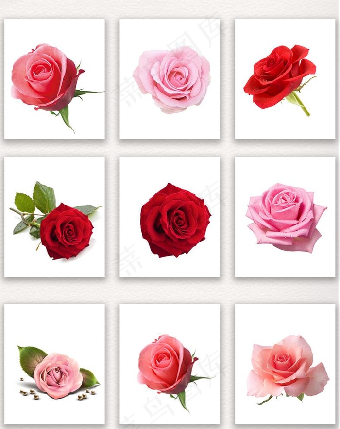 玫瑰花素材图片(2480X3224(DPI:300))psd模版下载