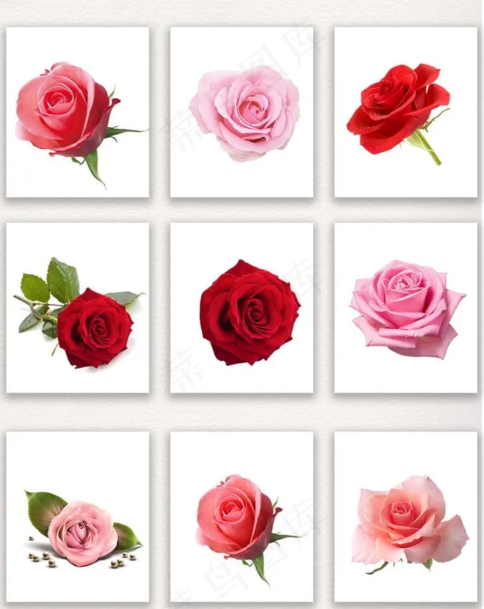 玫瑰花素材图片(2480X3224(DPI:300))psd模版下载