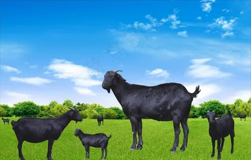 黑山羊图片