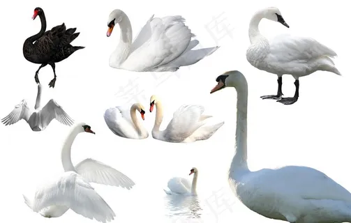 天鹅图片 天鹅图片