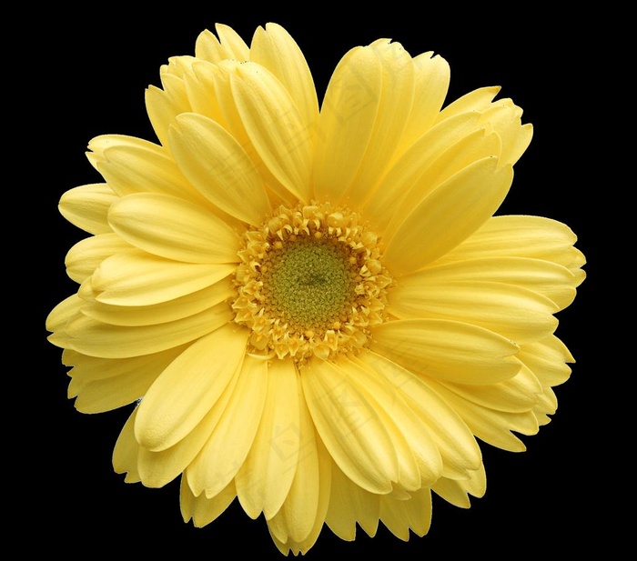菊花野菊花雏菊春天鲜花花朵金菊图片psd模版下载