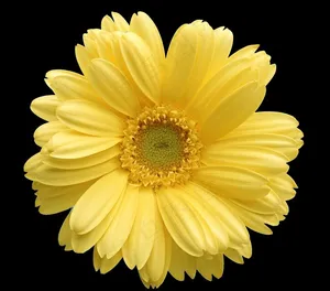 菊花野菊花雏菊春天鲜花花朵金菊图片