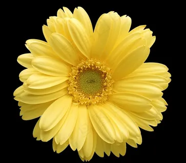 菊花野菊花雏菊春天鲜花花朵金菊图片 菊花野菊花雏菊春天鲜花花朵金菊图片
