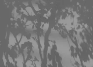 自然植物光影图片