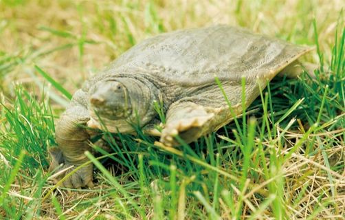 庭湖野生甲鱼图片