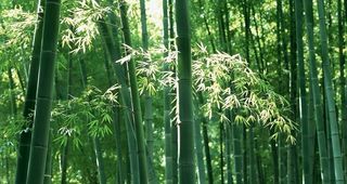 竹子竹叶竹海图片