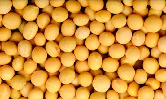 黄豆图片