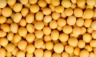黄豆图片