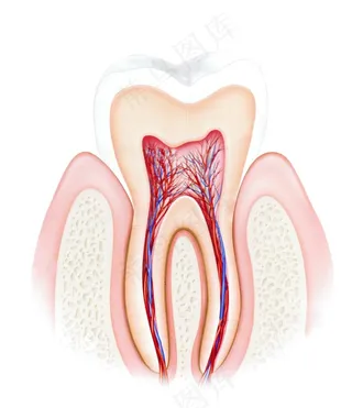 牙齿结构图图片