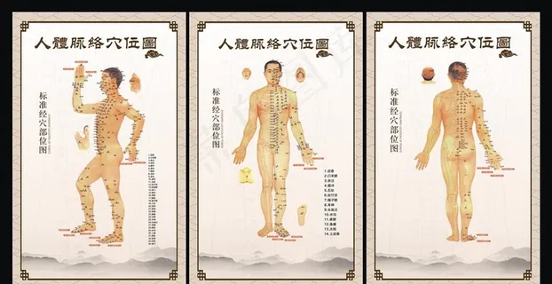 穴位图图片