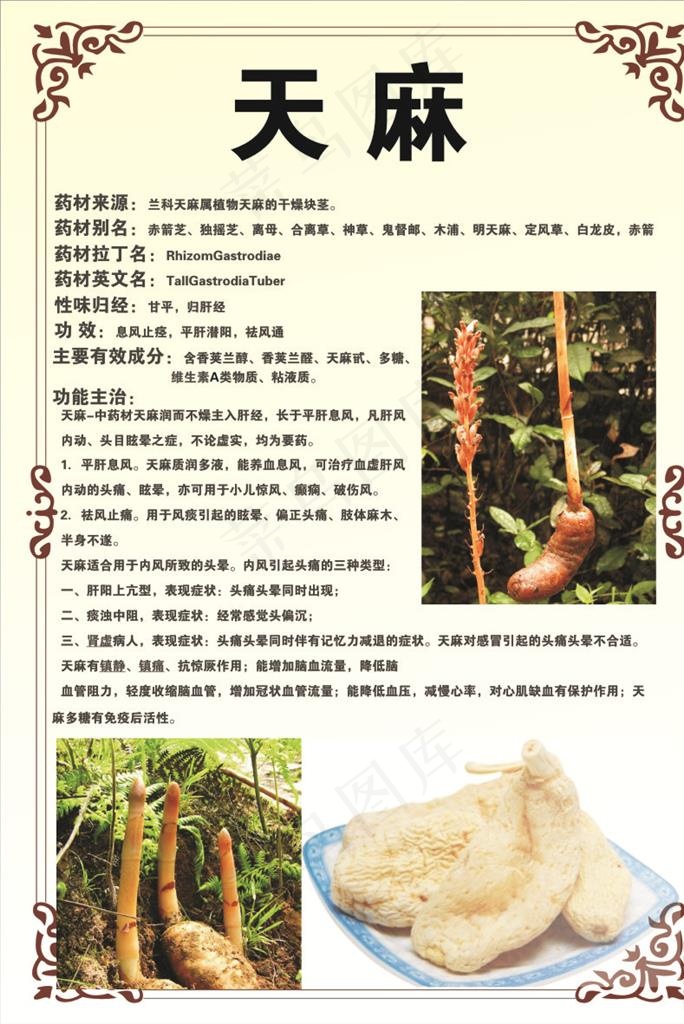 天麻图片cdr矢量模版下载