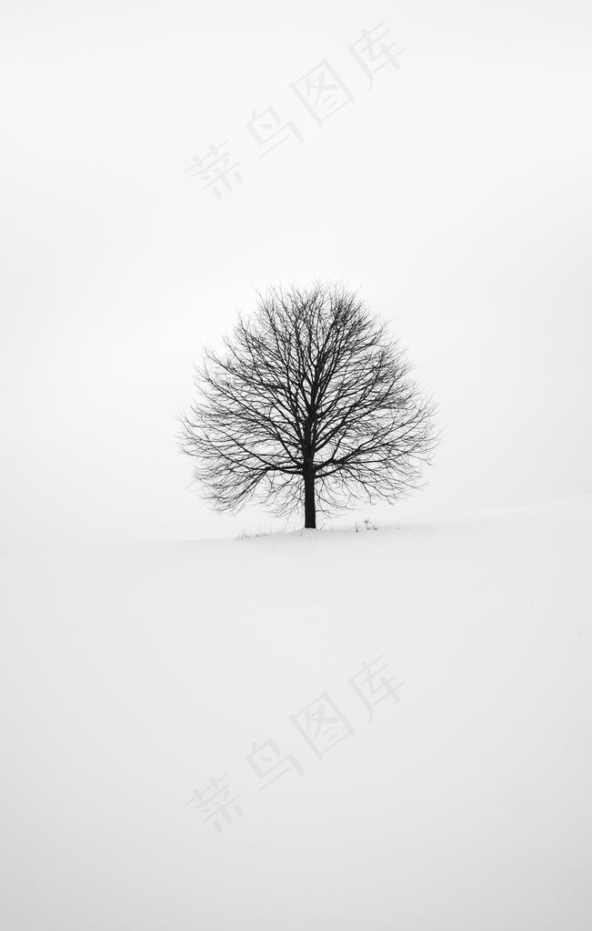 雪地里的树图片