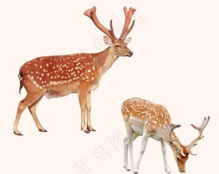 鹿图片