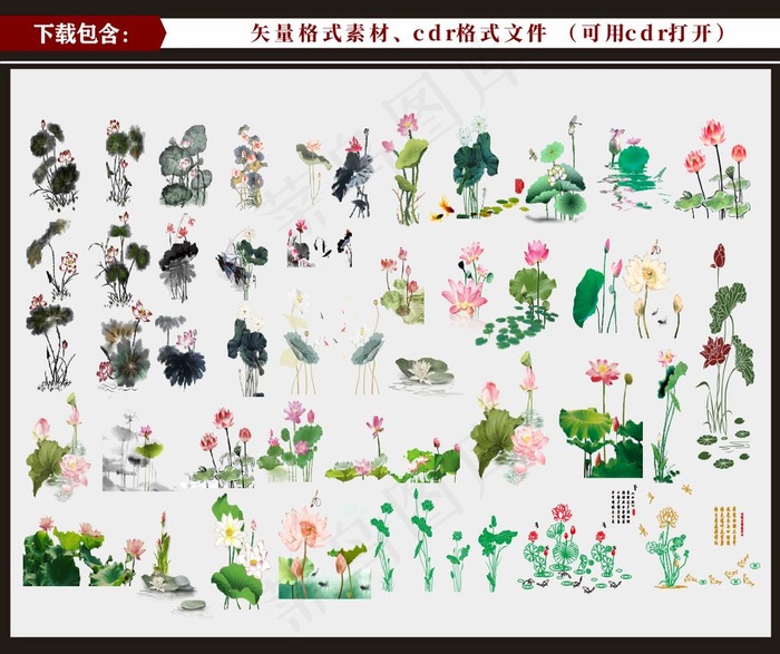 荷花 莲花图片