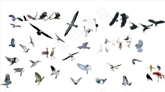 飞鸟鸽子图片