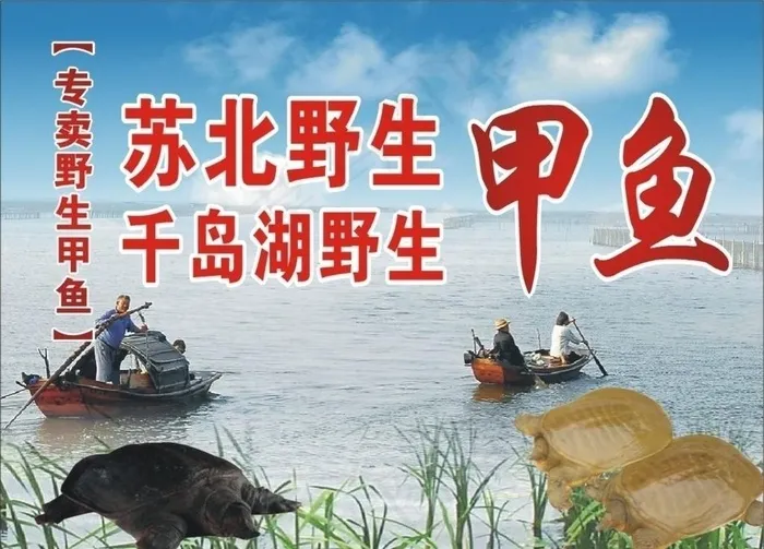 甲鱼图片cdr矢量模版下载