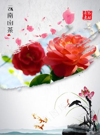 云南山茶花图片