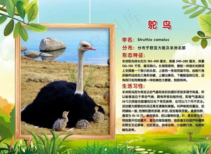 动物习性介绍图片(5197X3957(DPI:150))psd模版下载