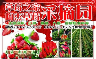 草莓采摘园广告图片