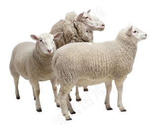 绵羊图片
