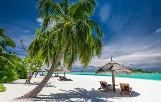 沙滩椰子树图片