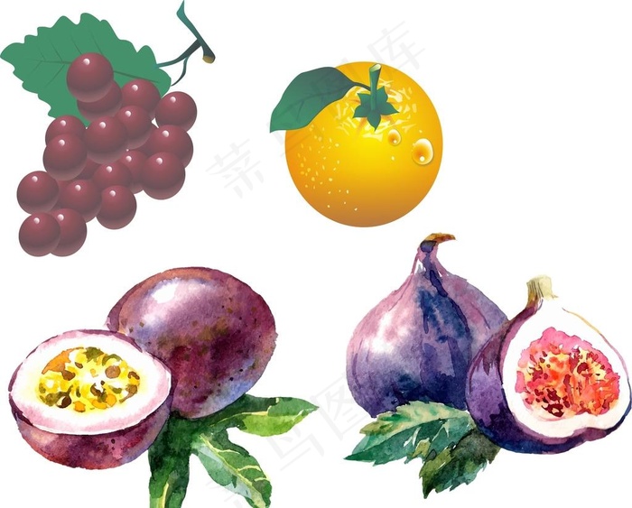 百香果 葡萄 香橙 无花果图片