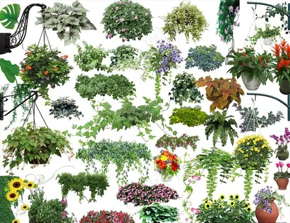 花草 盆栽 盆景图片 花草 盆栽 盆景图片