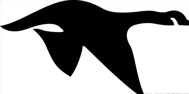 野生动物系列 大雁图片