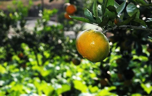 雪峰蜜橘图片 雪峰蜜橘图片