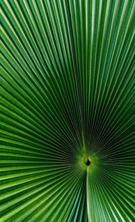 棕叶芦 莽草 棕叶草 大棕叶芦图片