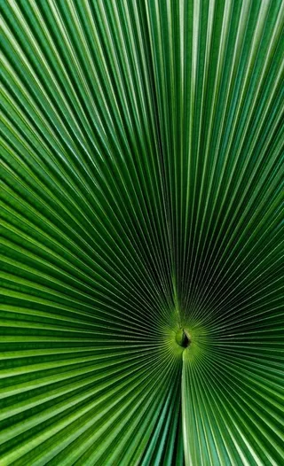 棕叶芦 莽草 棕叶草 大棕叶芦图片