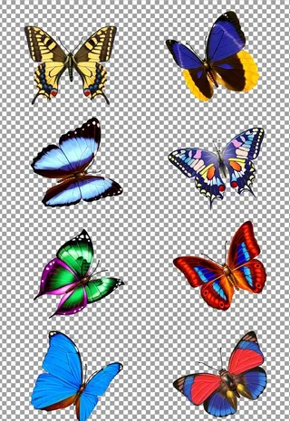 飞舞的蝴蝶图片