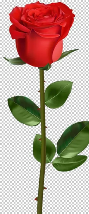 玫瑰图片