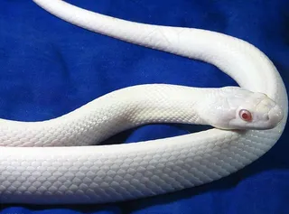 白蛇图片