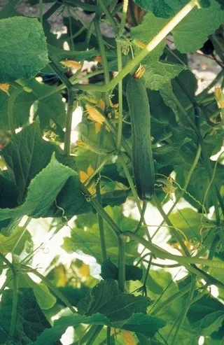 菜园里的黄瓜图片