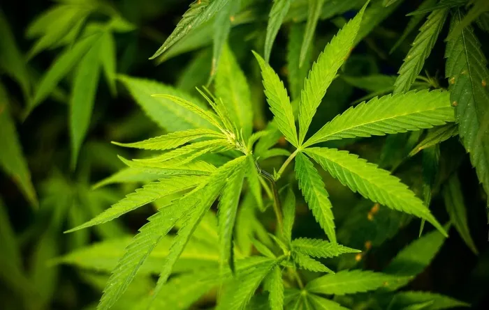 野生大麻图片